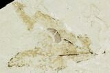 Fossil Sycamore (Platanus) Leaf - Green River Formation #109645-1